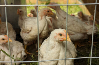 cornish cross meat birds, is raising meat birds gross