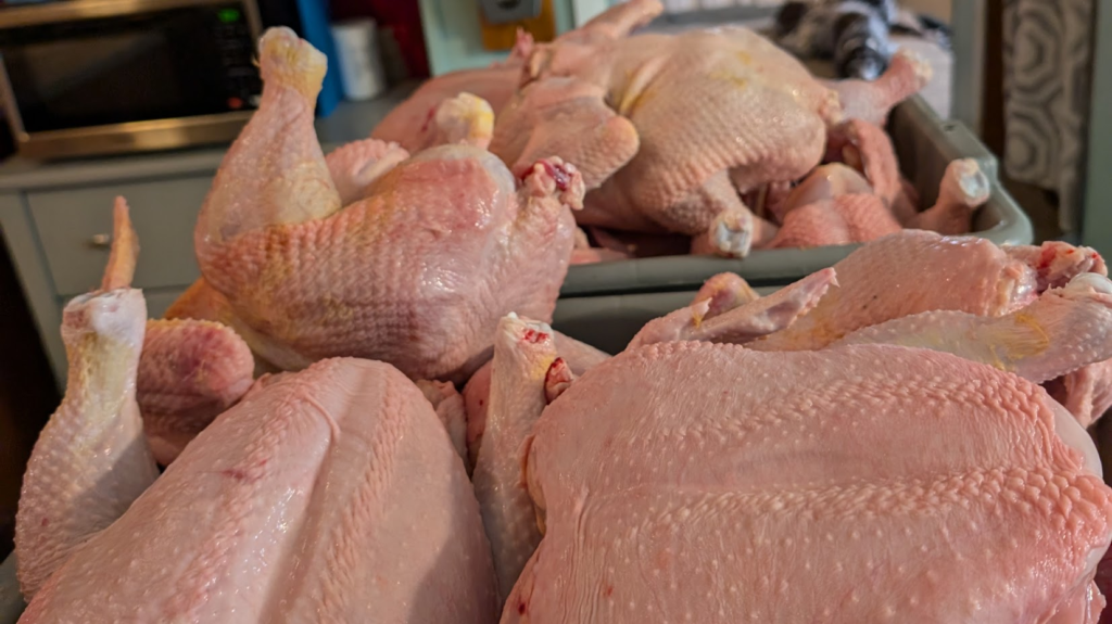 Overflowing Bins full of whole chickens ready to be bagged in a modern day kitchen.