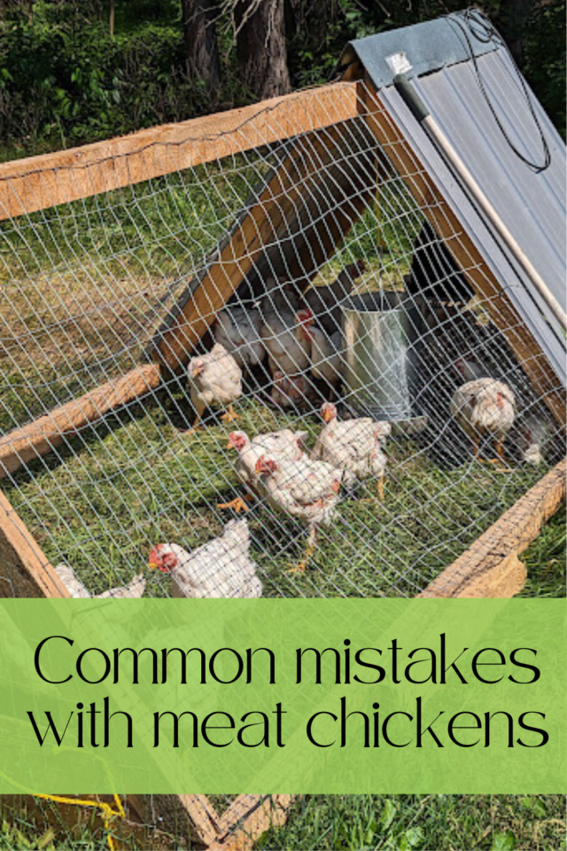 Common Mistakes With Meat Chickens - The Domestic Geek Blog