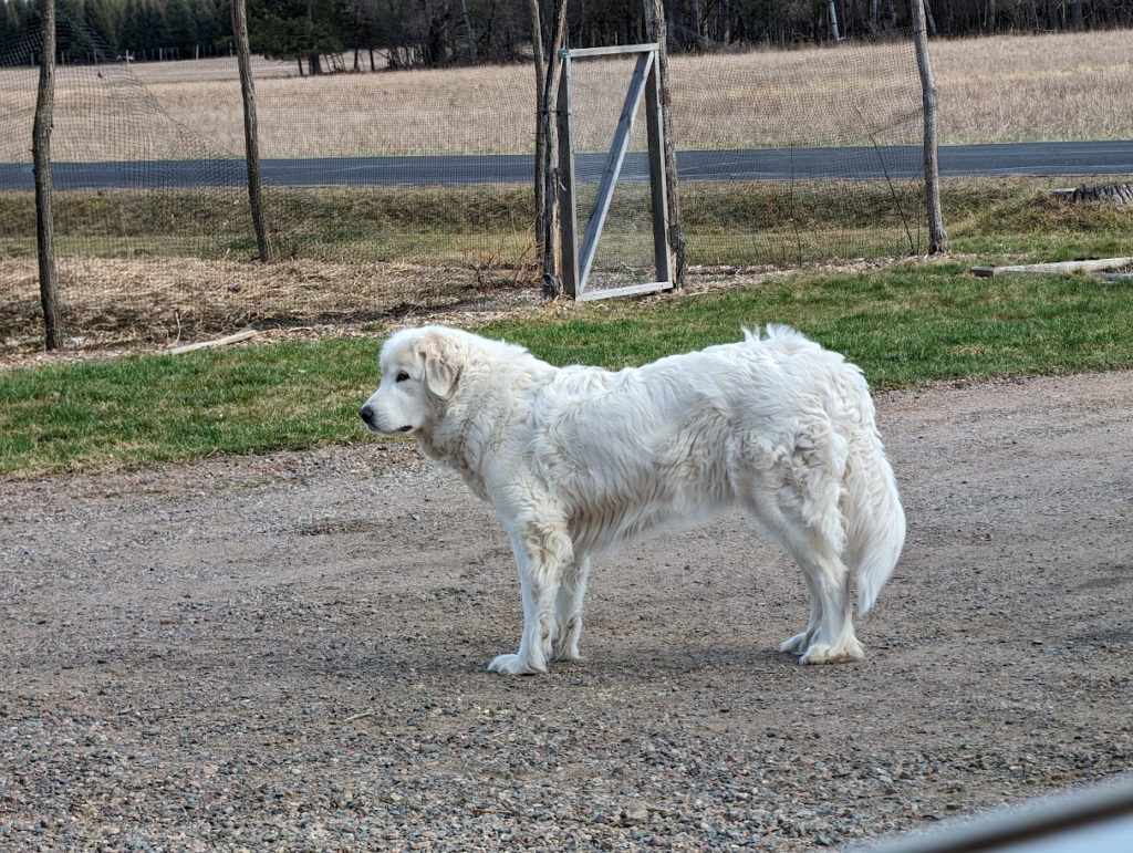 Great Pyrenees livestock guardian dog protecting chickens from hawks on a Wisconsin homestead.
