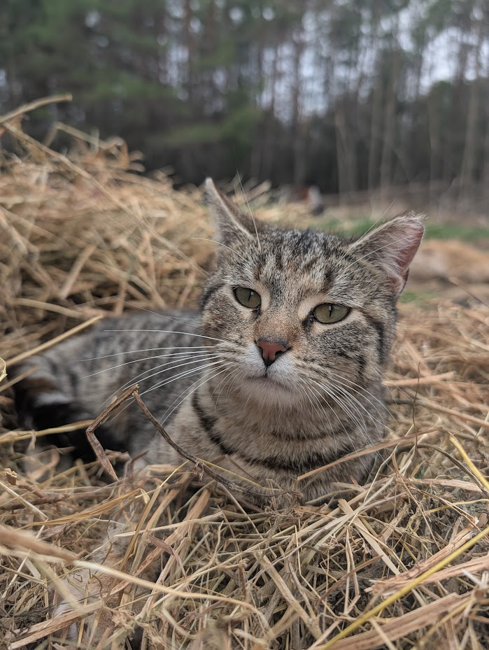A tabby cat in a pile of hay, barn cats are great at protecting chicken feed from mice